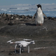 Drones were used to assist in the penguin census.